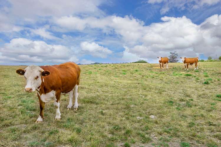 273 Green Road Matakana_15