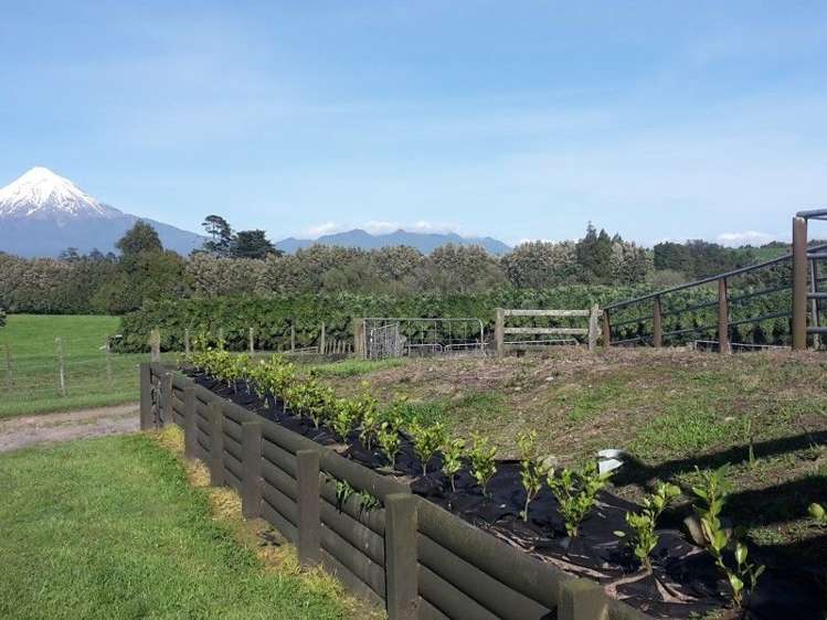 346 Rugby Road Tariki_32