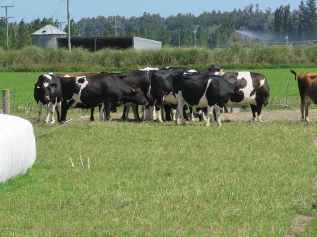 30 Griffiths Road Huntingdon_2