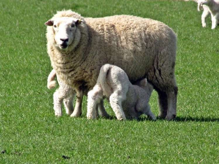 236 Kee Road Gore Surrounds_16