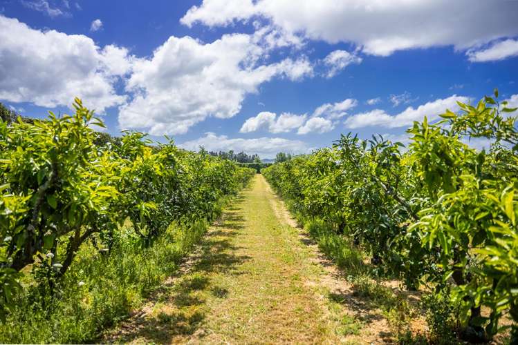 Kiwi Street Makaraka_10