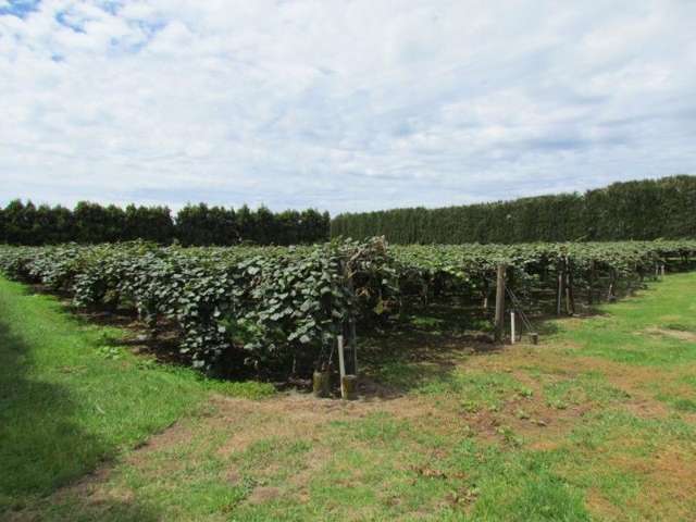 33 Burt Road Matata_3