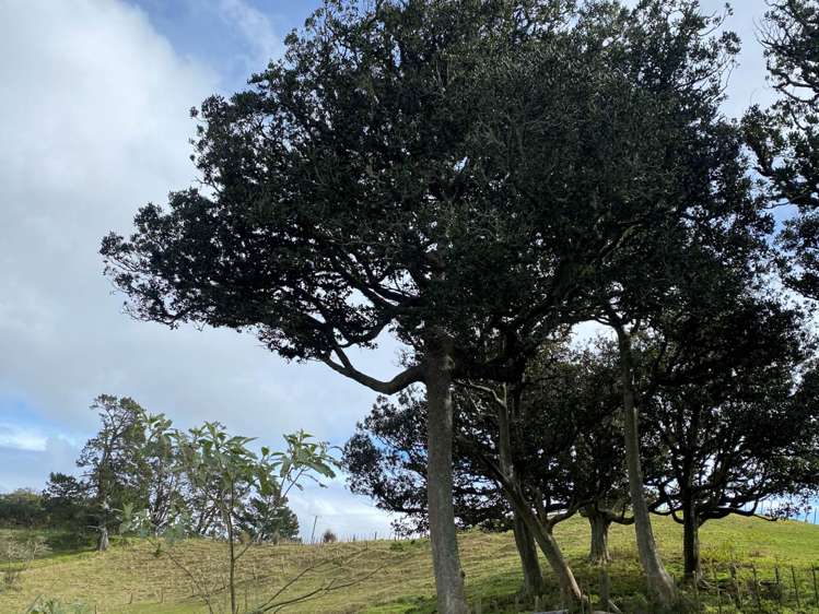 259 Kaipo Flats Road Onewhero_4