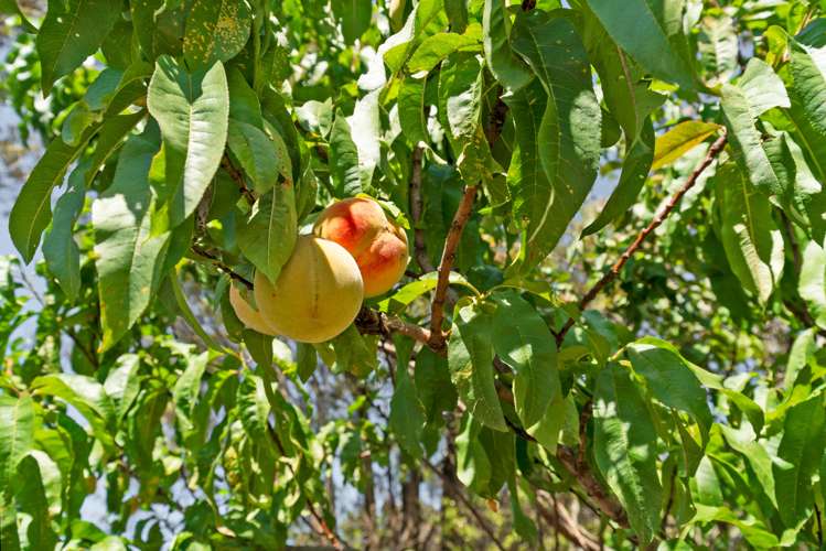 16 Kuripuni Street Masterton_16
