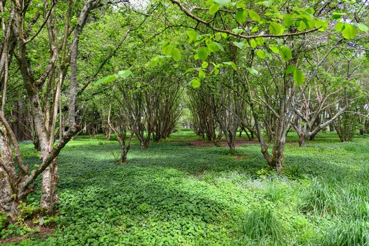 803f Bruntwood Road Tamahere_5