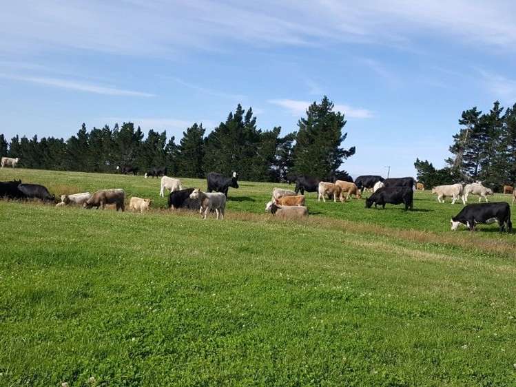 295 Wallaces Ford Road Hindon_0