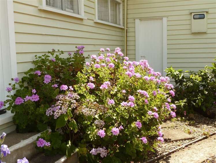 21 West Crescent Te Puru_28