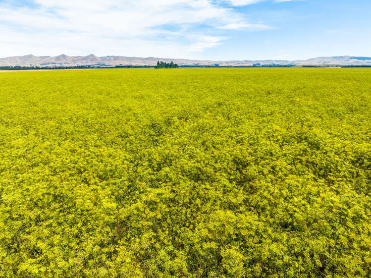 157 Georges Road Amberley_7