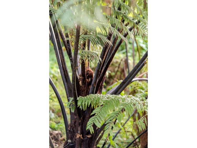 105D Hone Heke Road Kerikeri_34