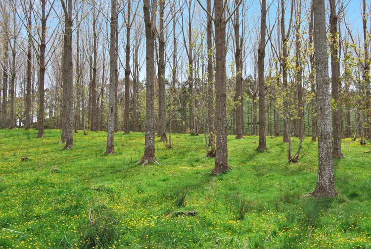 542e Oneriri Road Kaiwaka_16