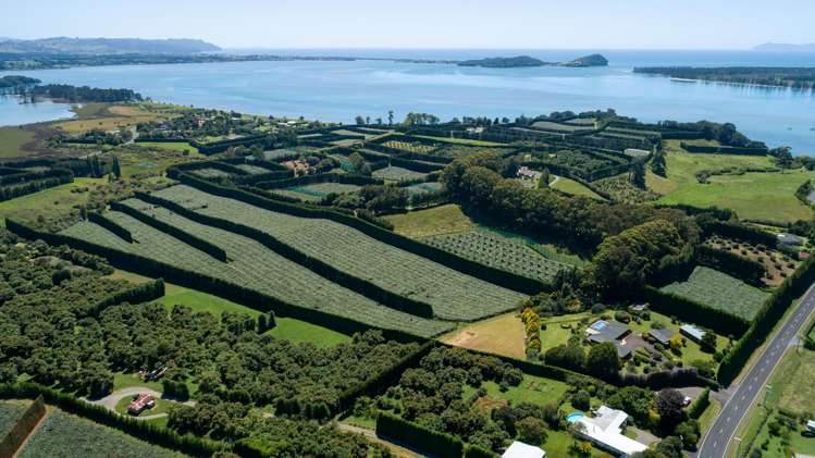 215 Ongare Point Road Tahawai_10