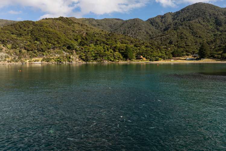 Kapowai Bay Marlborough Sounds_12