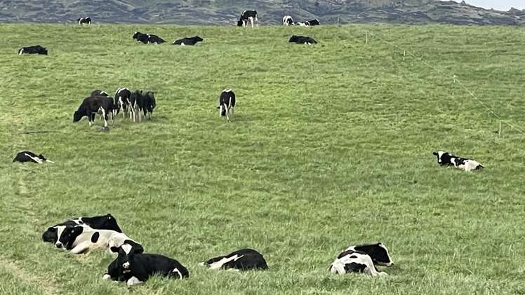 51 Saint Bathans Loop Road Becks_17