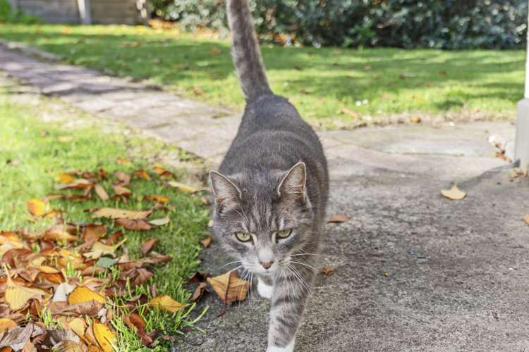 3 Stuart Place Blagdon_17