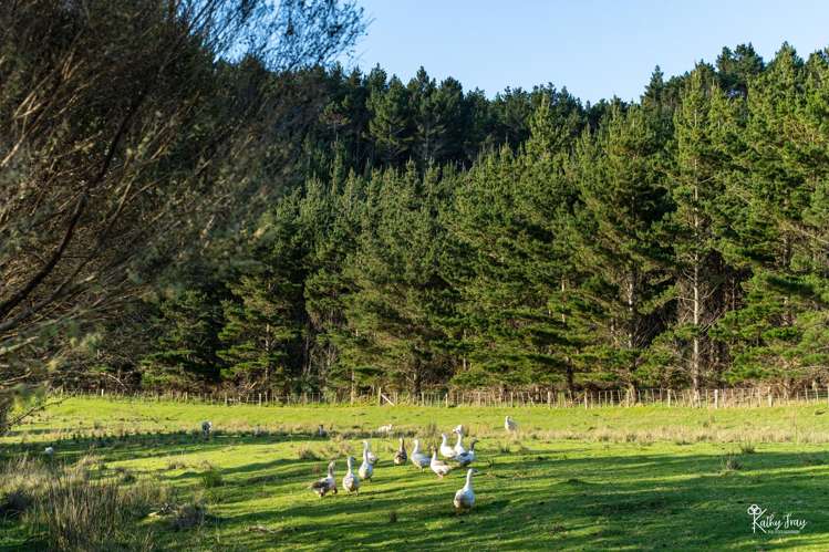 70 Rototuna Rd Pouto_45