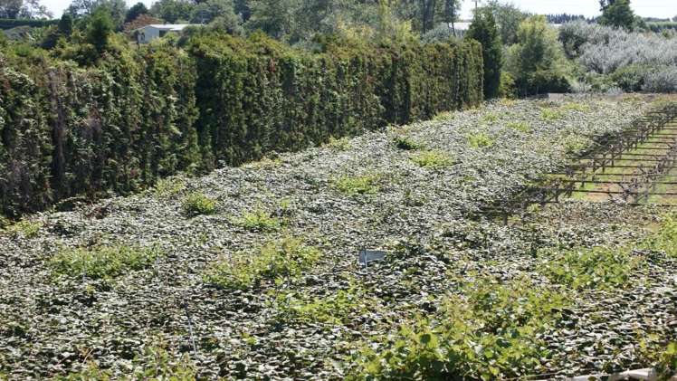 92 Rangiuru Road Te Puke_7