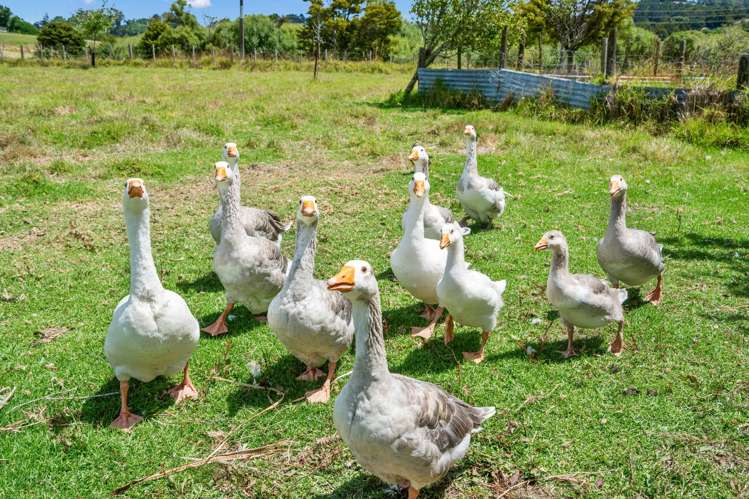 136 Mangapai Road Mangapai and Surrounds_9