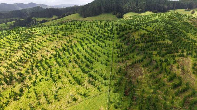 Waimatenui Road Waimatenui_8