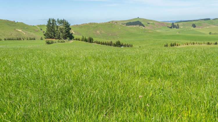 Quarry Road Loburn_7