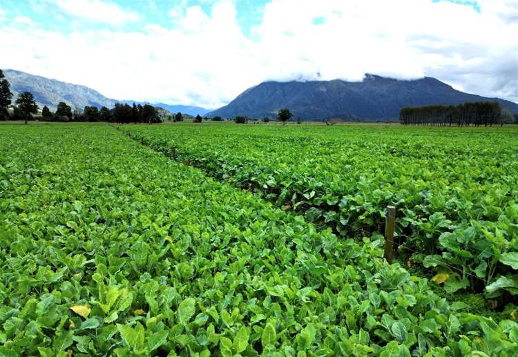 285 Bell Hill Road, Rotomanu Greymouth_6