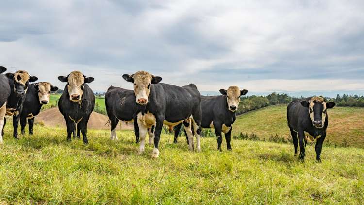 336 Spur Road Rosewill_28