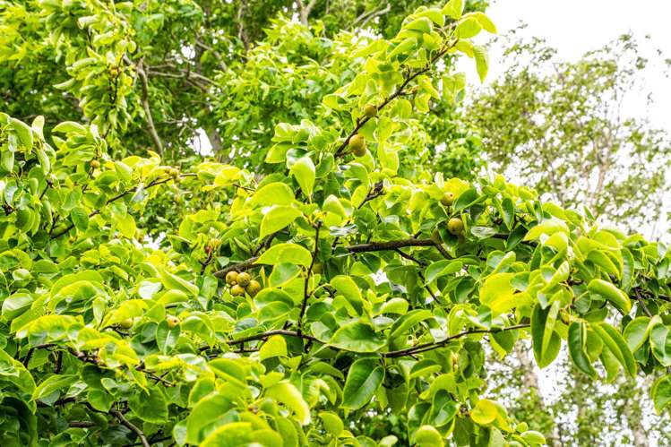 123 Harrison Street Whanganui Central_32