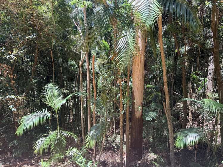 127 Wongawallan Road Tamborine Mountain_2