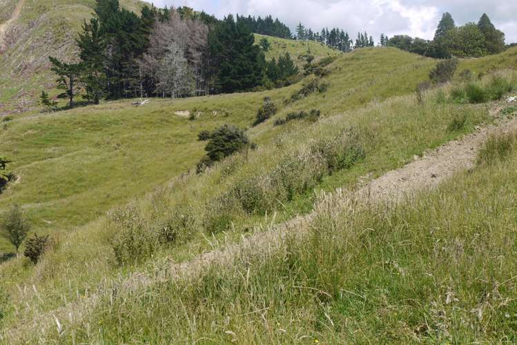121 Guy Road Kaipara Flats_19