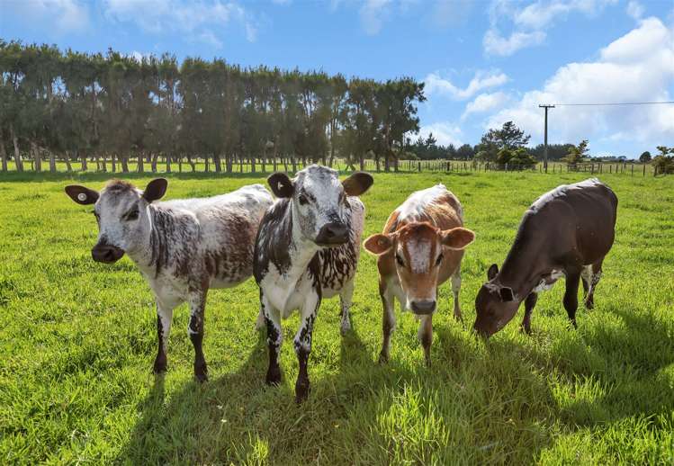 44 Rosythe Road Waipu_29