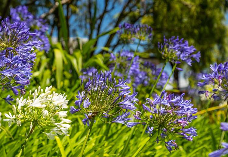 516 Clova Bay Road Kenepuru Sound_25