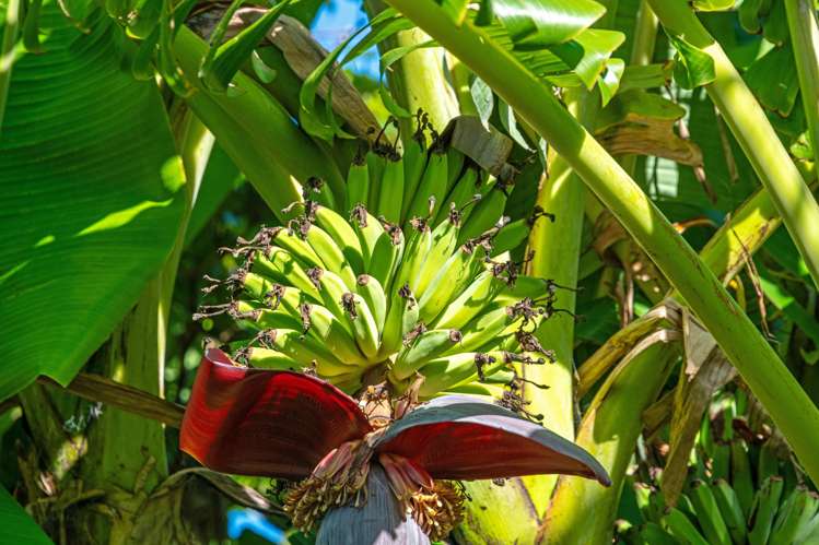 2640 South Head Road South Head_33