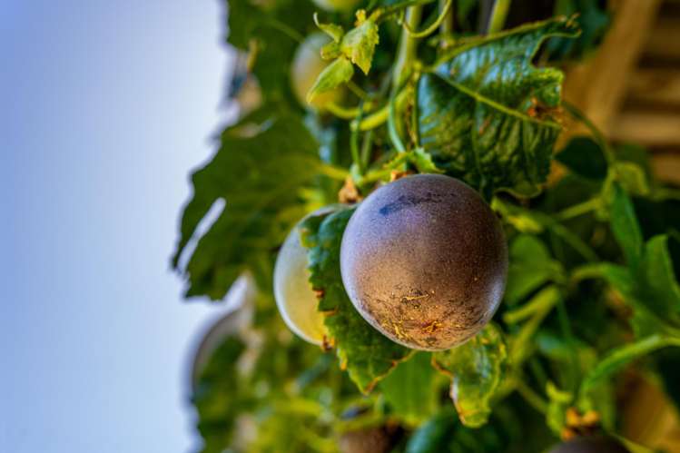 5 Moana View Road Waikawa_16