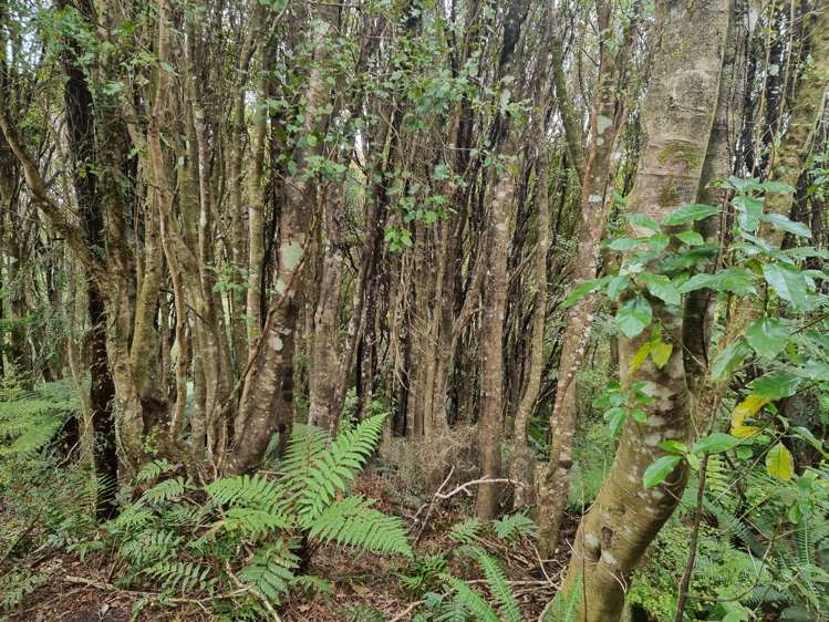 27 Mapau Road Halfmoon Bay_19