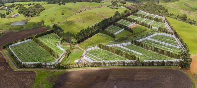 Large Scale New Sungold Kiwifruit Development