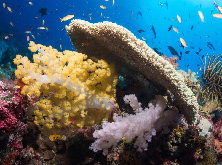 - Taveuni Coast Road, Vatulaga Outer Islands_19