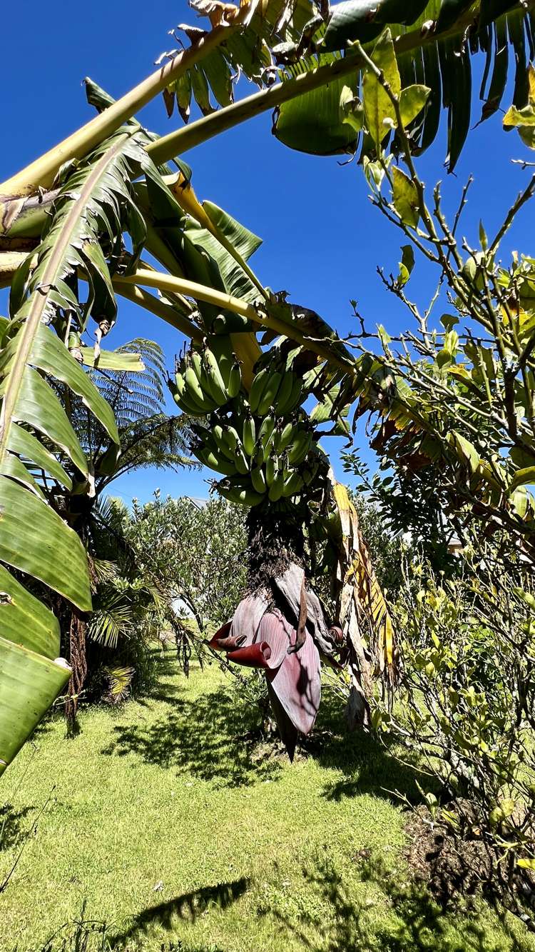 37 Nikau Road, State Highway 67 Hector_33