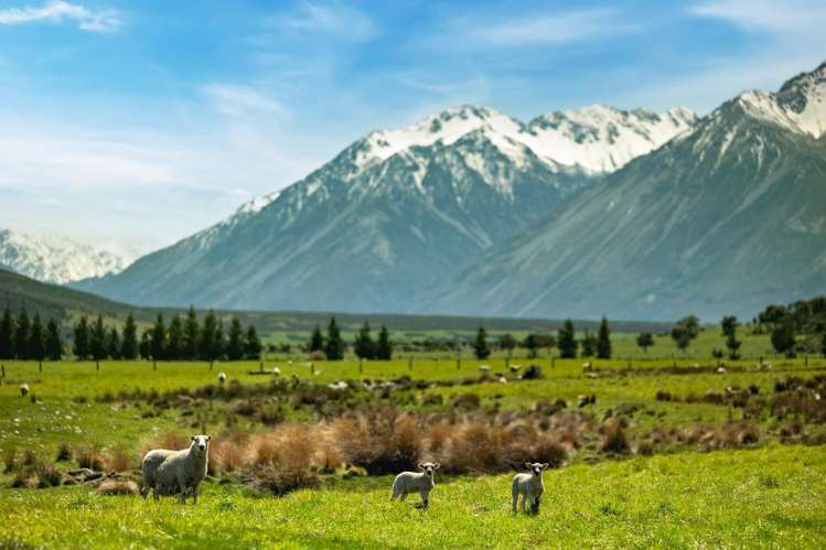 Mount Algidus Station Lake Coleridge_25