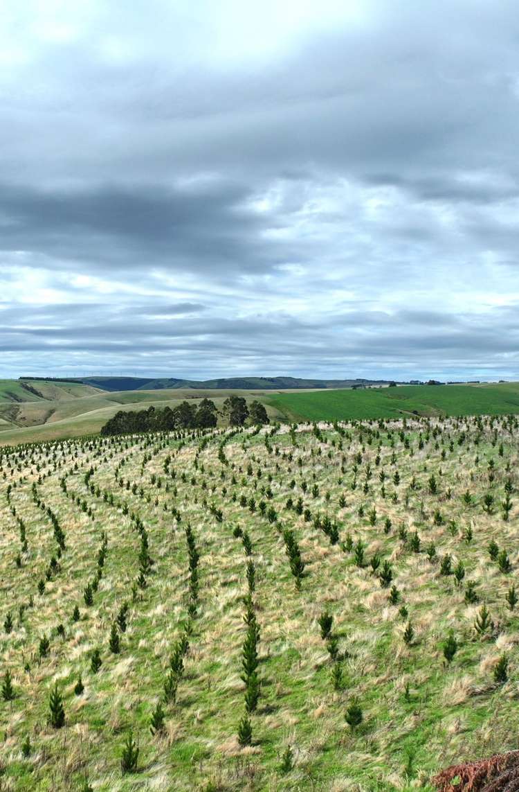 174 McCulloch Road Awamangu_15