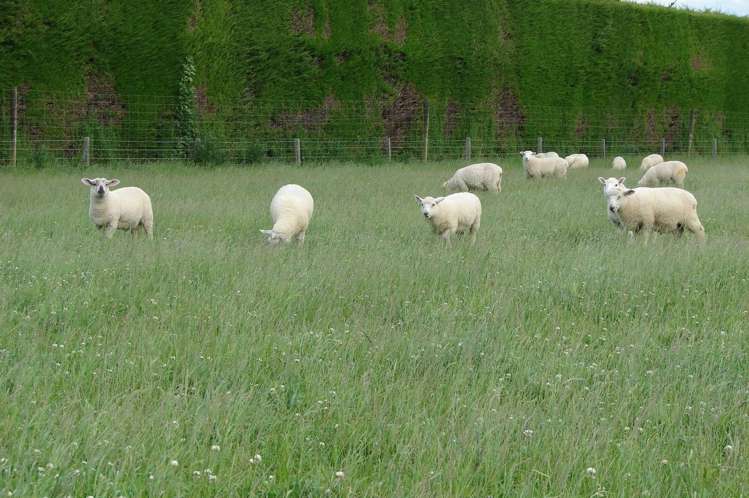 389 Mckenzie Road Winton Surrounds_12