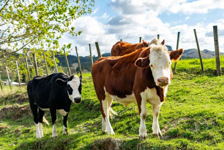 251 Griffin Road Maungaturoto_8