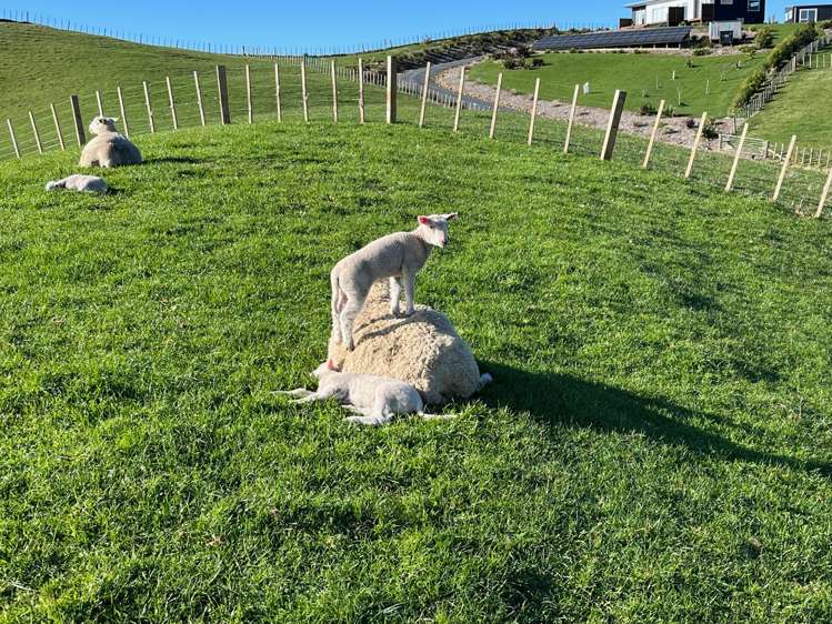 169 Torehape Road West Kaihere_35