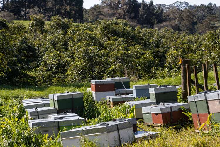 231 Walford Road Aongatete_16