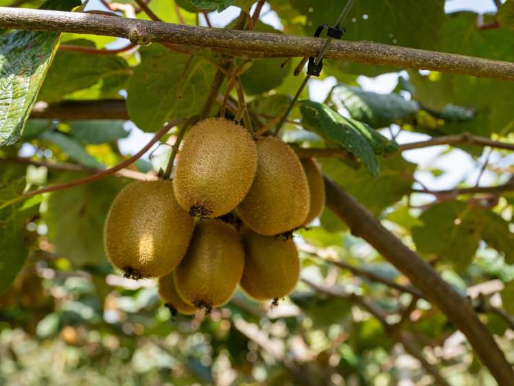 449 Crawford Road Te Puna_1