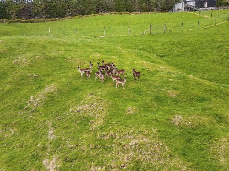 1022B No 3 Road Te Puke_23