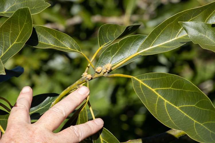 231 Walford Road Aongatete_12