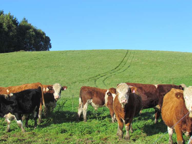 749 Woodslea Downs Road Wyndham Surrounds_2