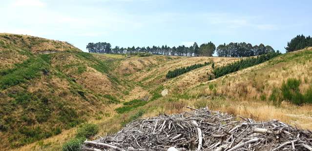 Sunflower Road Balclutha_3