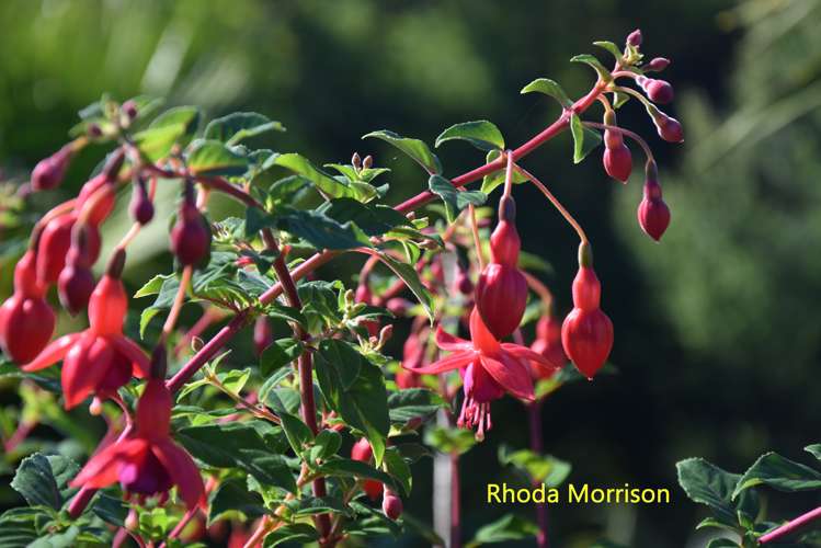 23 Te Wairoa Lane Tinopai_16