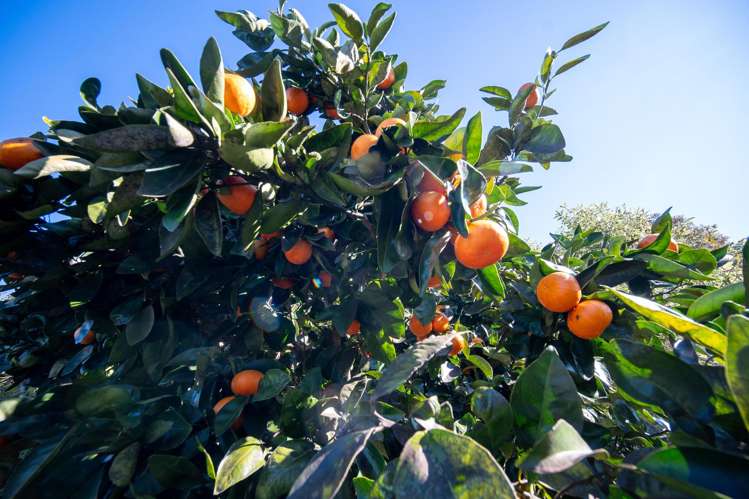 24 Pethybridge Street Motueka_17