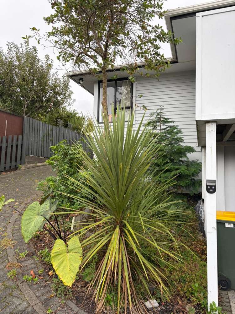 20 Nikau Street Springfield_15